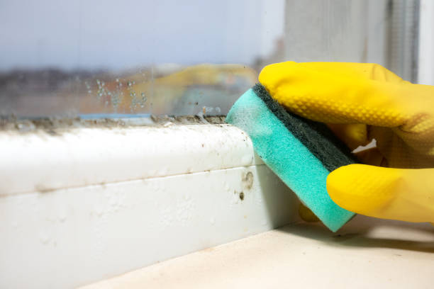 Best Residential Mold Inspection & Testing  in Medford, NY